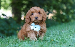 Cavapoo dogs for sale: Jude - Image 4