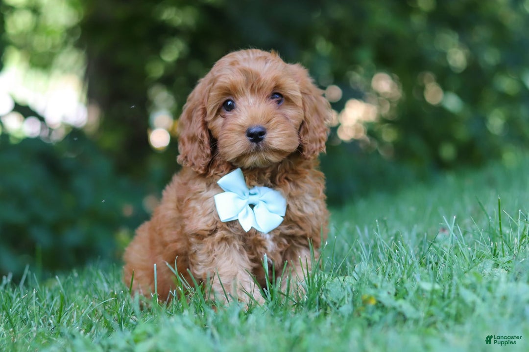 Cavapoo dogs for sale: Jude - Image 4