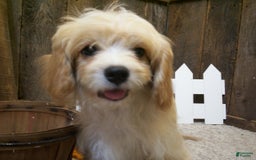 Cavachon dogs for sale: Piper - Image 4
