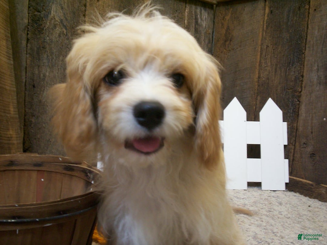 Cavachon dogs for sale: Piper - Image 4
