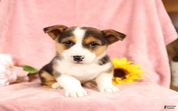 Welsh Corgi Pembroke dogs for sale: Lightning - Image 2