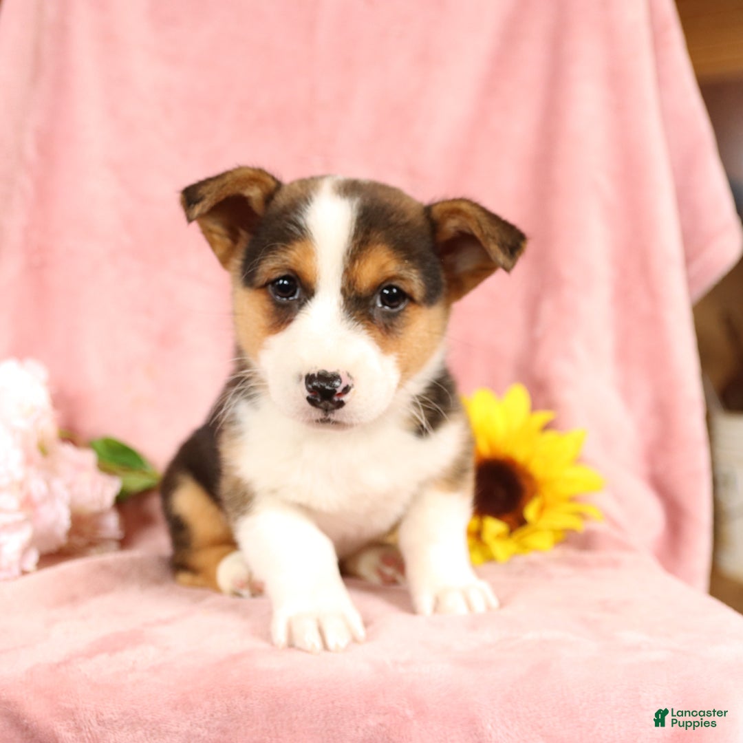 Welsh Corgi Pembroke dogs for sale: Lightning - Image 2