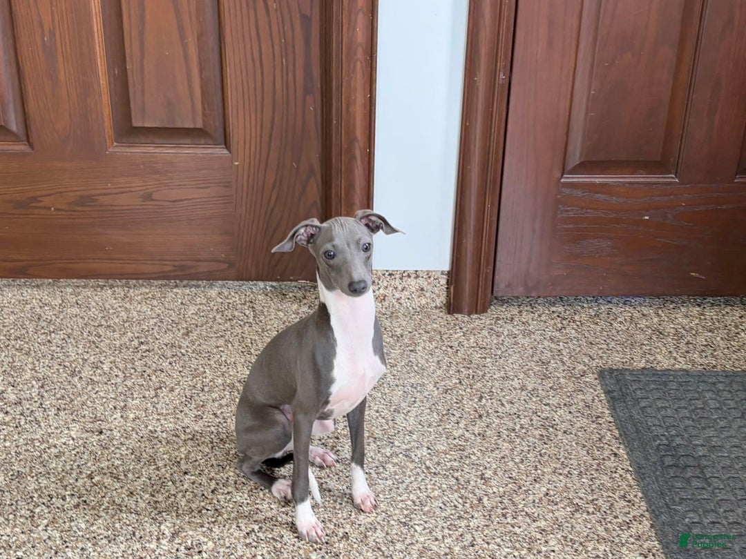 Italian Greyhound dogs for sale: Rocky - Image 8