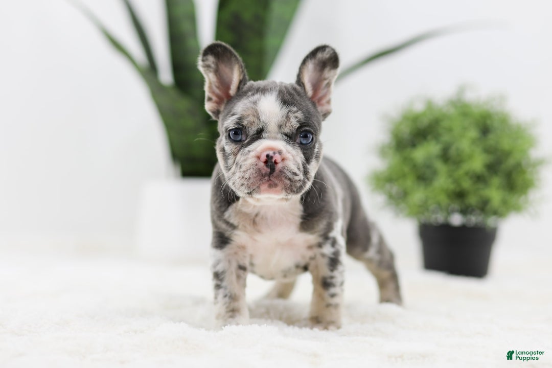 French Bulldog dogs for sale: Peyton - Image 4