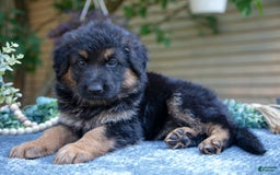 German Shepherd dogs for sale: Georgia - Image 3