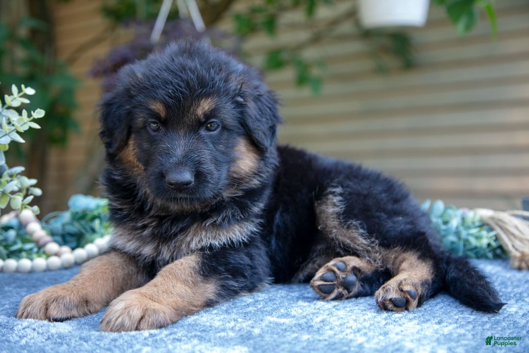 German Shepherd dogs for sale: Georgia - Image 3