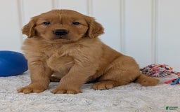 Golden Retriever dogs for sale: Hunter - Image 13
