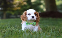 Cavalier King Charles Spaniel dogs for sale: Maverick - Image 7