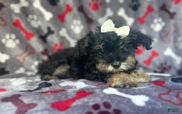 Miniature Schnauzer dogs for sale: Lilo - Image 3