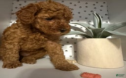Cockapoo dogs for sale: Cupcake - Image 1