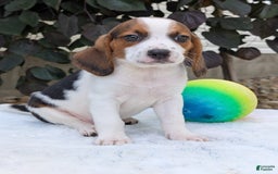 Beagle dogs for sale: Charlie - Image 7