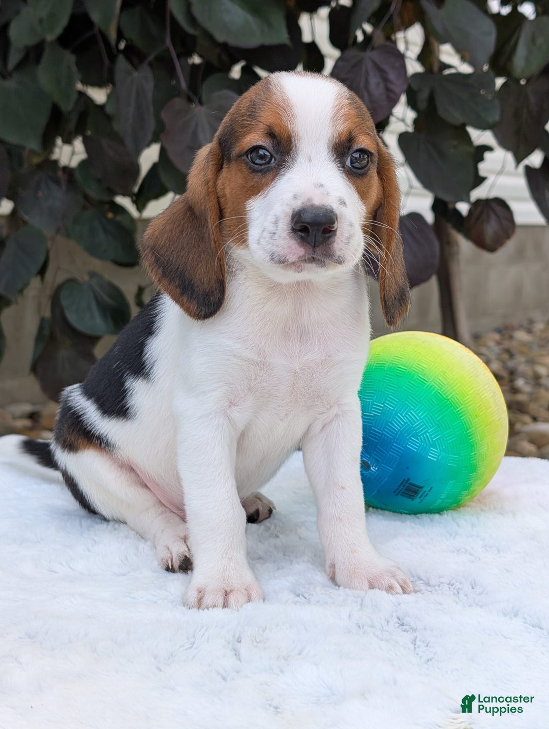 Beagle dogs for sale: Charlie - Image 7
