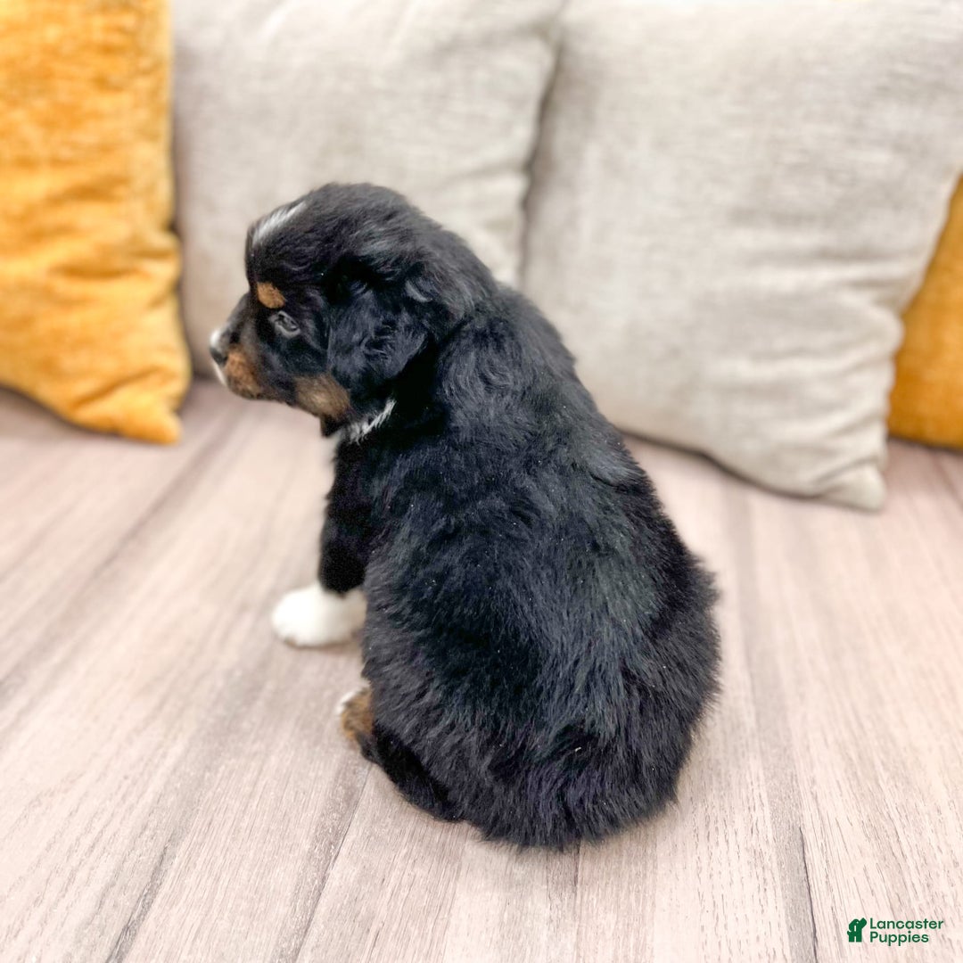 Australian Shepherd dogs for sale: Pepper - Image 9