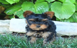 Yorkshire Terrier dogs for sale: Joyanna - Image 2