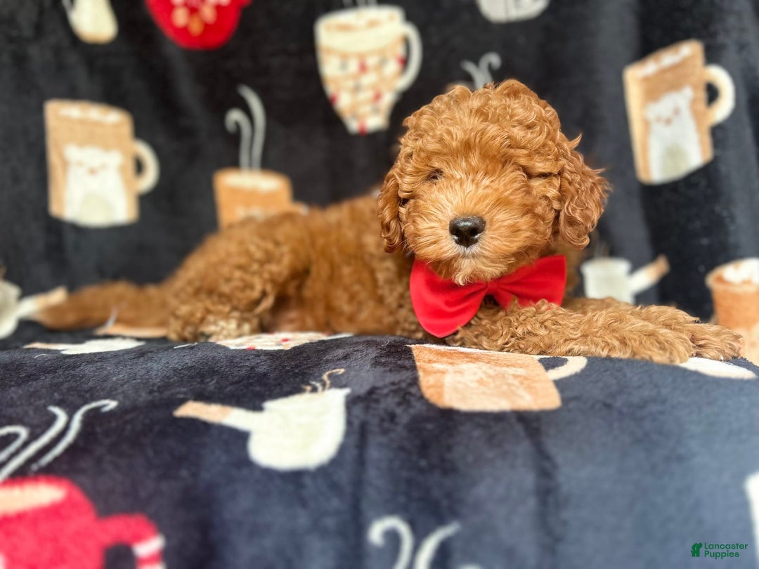 Cavapoo dogs for sale: Mickey - Image 9