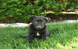 Belgian Malinois dogs for sale: Lucas - Image 5