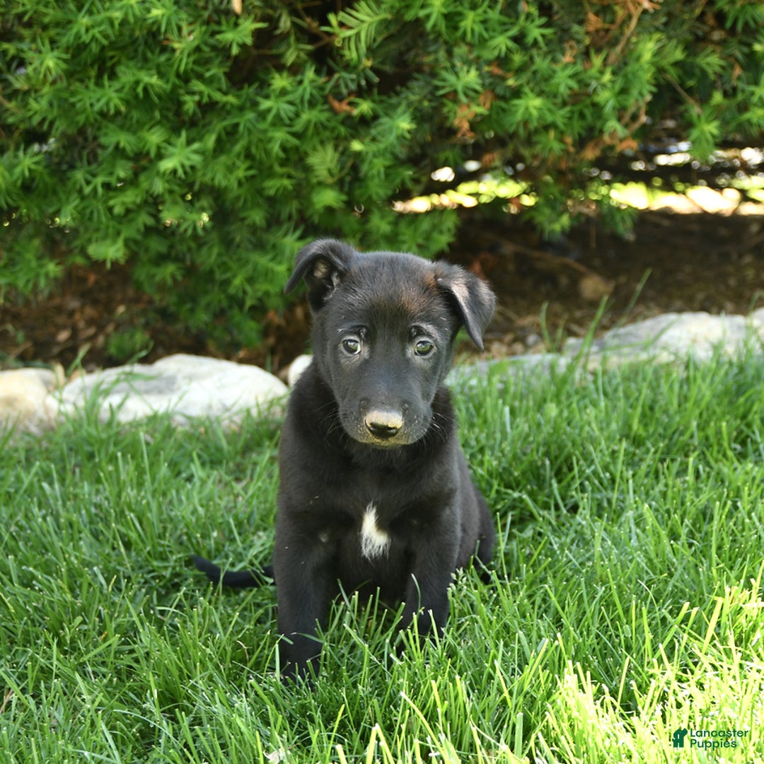 Belgian Malinois dogs for sale: Lucas - Image 5