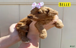 Mini Goldendoodle dogs for sale: Petite Belle - Image 15