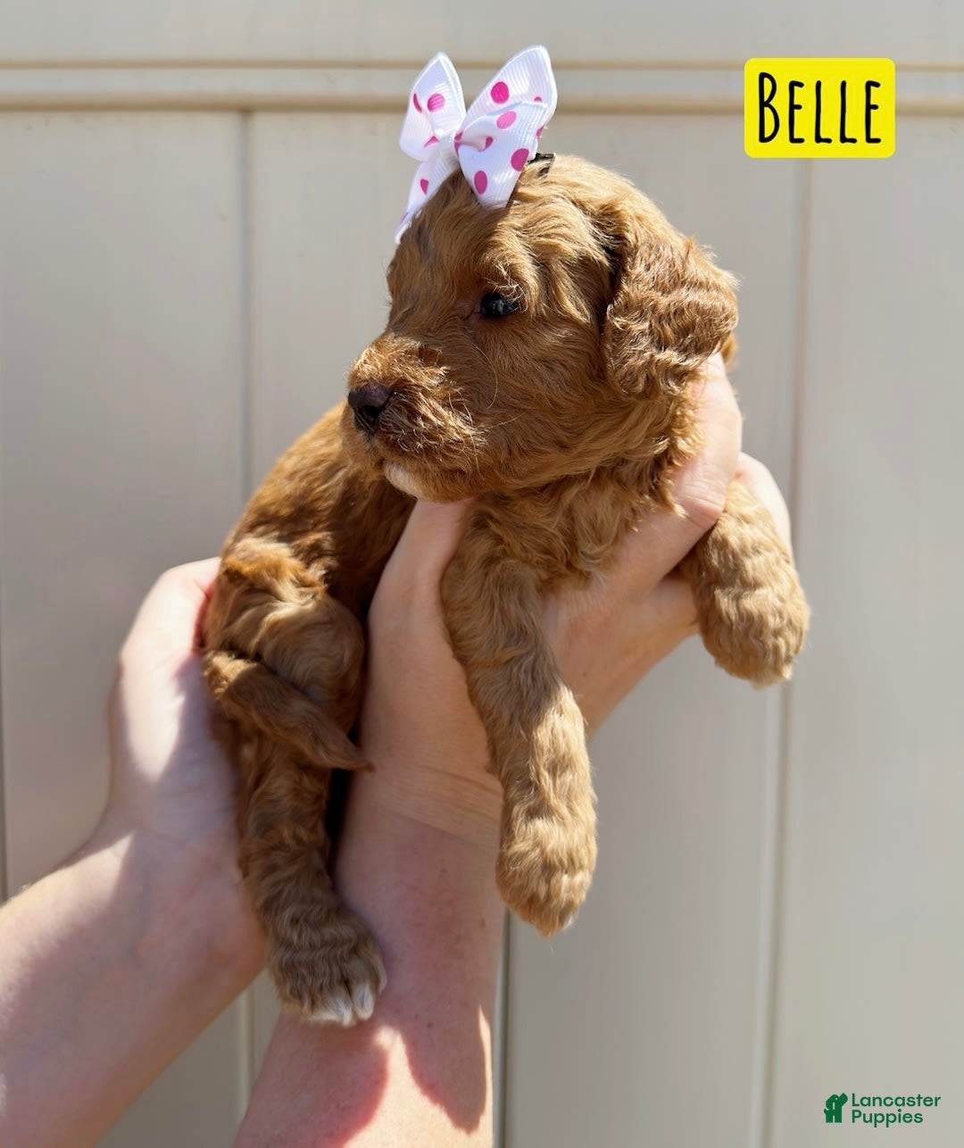 Mini Goldendoodle dogs for sale: Petite Belle - Image 15