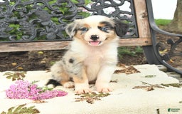 Miniature Australian Shepherd dogs for sale: Alex - Image 3