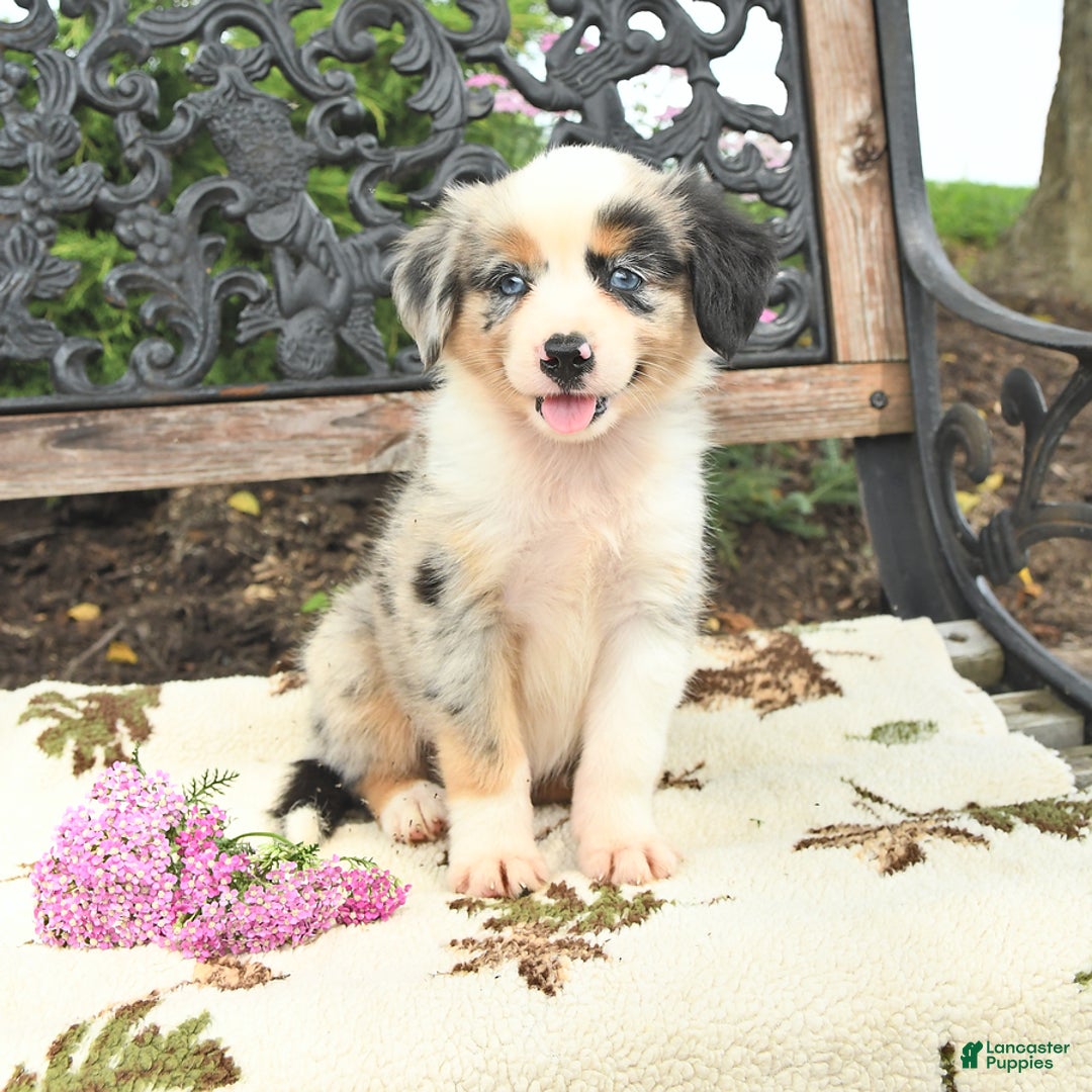 Miniature Australian Shepherd dogs for sale: Alex - Image 3