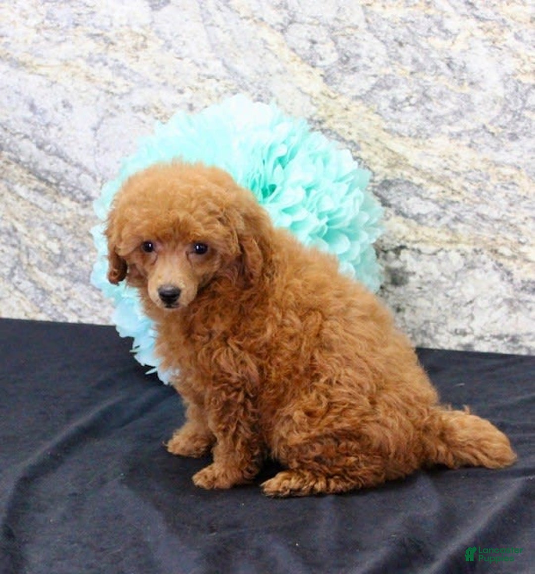 Miniature Poodle dogs for sale: Rita - Image 5