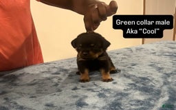 Rottweiler dogs for sale: Green Collar - Image 1