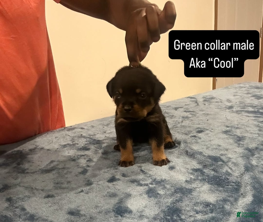 Rottweiler dogs for sale: Green Collar - Image 1