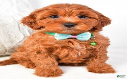 Cavapoo dogs for sale: Cavapoo 5 puppies - Image 2