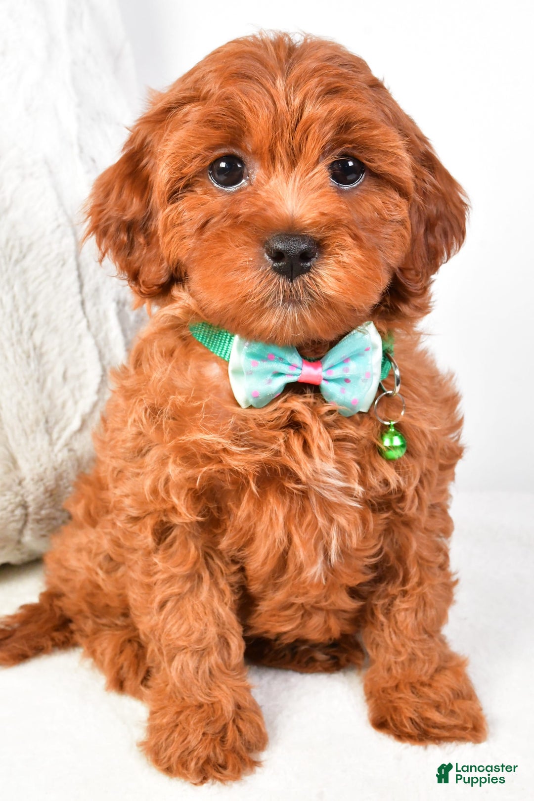 Cavapoo dogs for sale: Cavapoo 5 puppies - Image 2