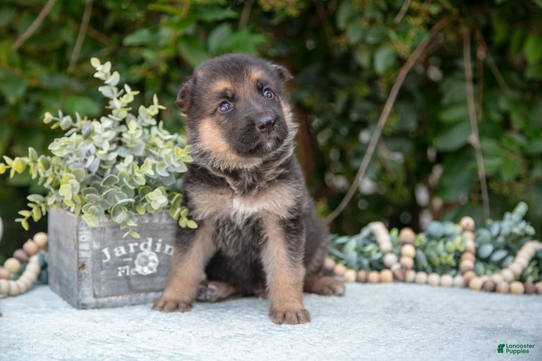 German Shepherd dogs for sale: Mochi - Image 1