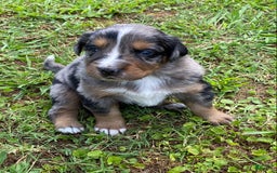 Australian Shepherd dogs for sale: Bat Masterson - Image 5