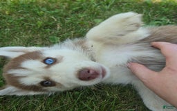 Siberian Husky dogs for sale: Berry - Image 3