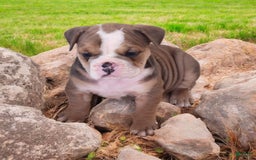 English Bulldog dogs for sale: Crushed Velvet - Image 5