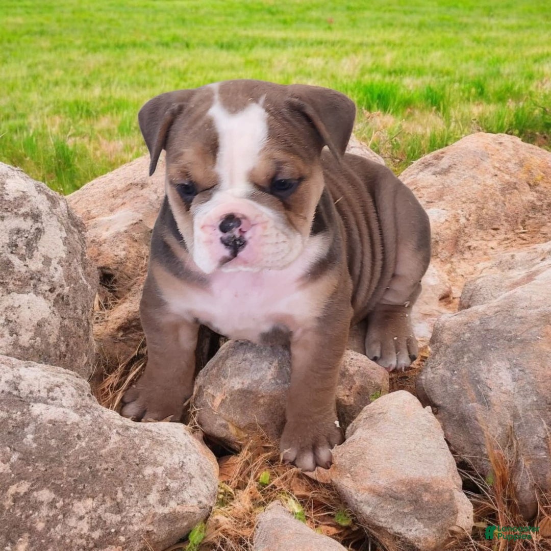 English Bulldog dogs for sale: Crushed Velvet - Image 5