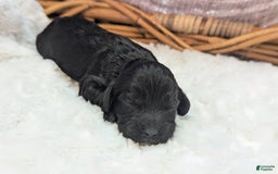 Cockapoo dogs for sale: Miranda - Image 3