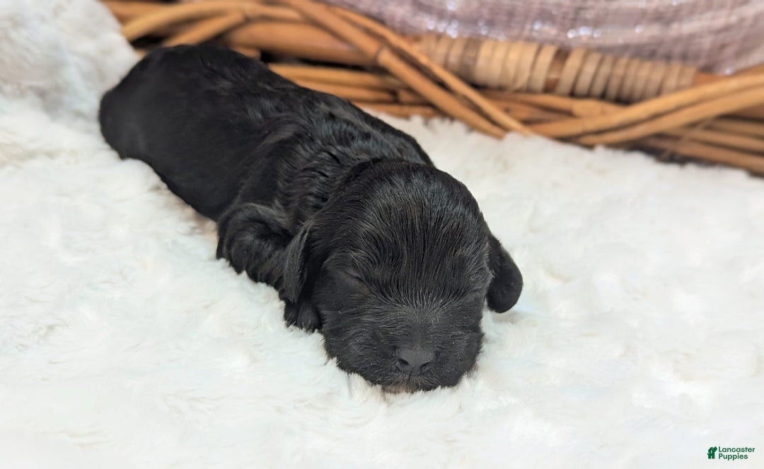 Cockapoo dogs for sale: Miranda - Image 3