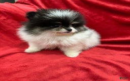 Pomeranian dogs for sale: Minnie - Image 2