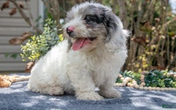 Cavapoo dogs for sale: Stevie - Image 2