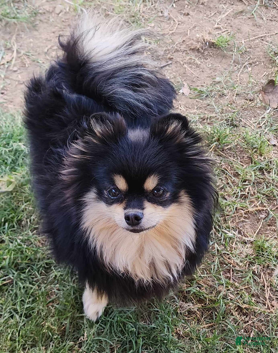 Pomeranian dogs for sale: Arya - Image 12