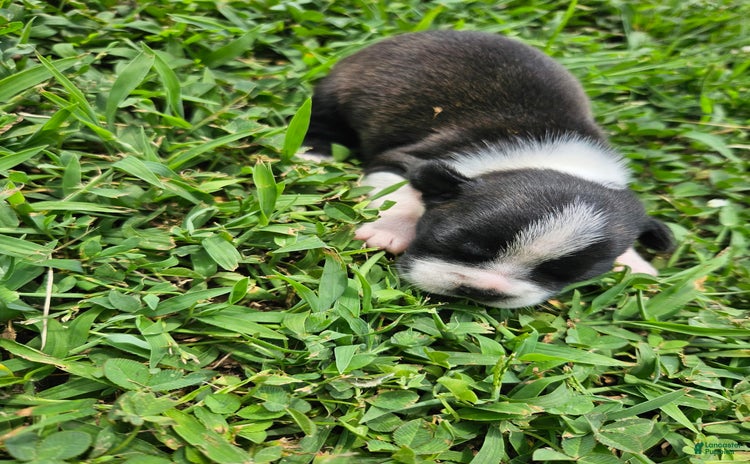 Boston Terrier dogs for sale - Ad 5