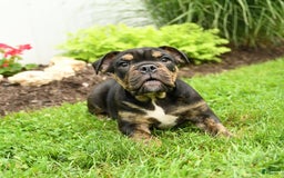 English Bulldog dogs for sale: Teddy - Image 8