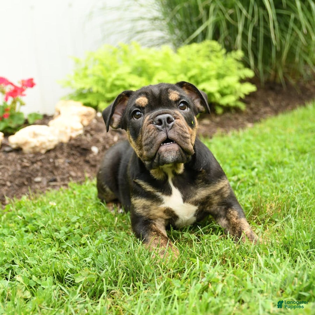 English Bulldog dogs for sale: Teddy - Image 8