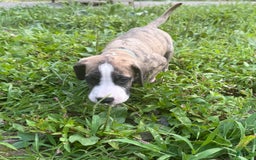 Great Dane dogs for sale: Doodle - Image 3