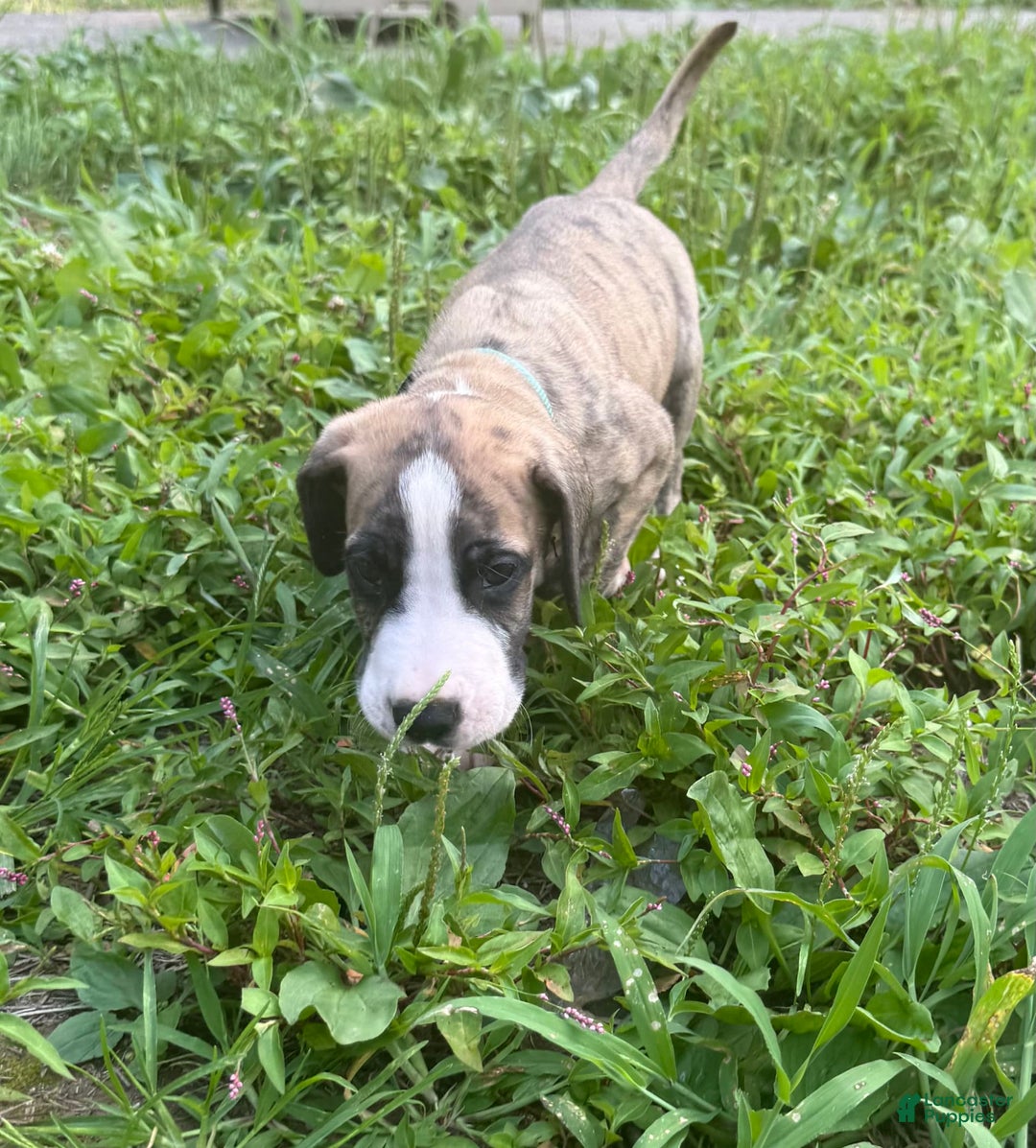 Great Dane dogs for sale: Doodle - Image 3