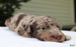 Standard Poodle dogs for sale: Denver Moyen - Image 6