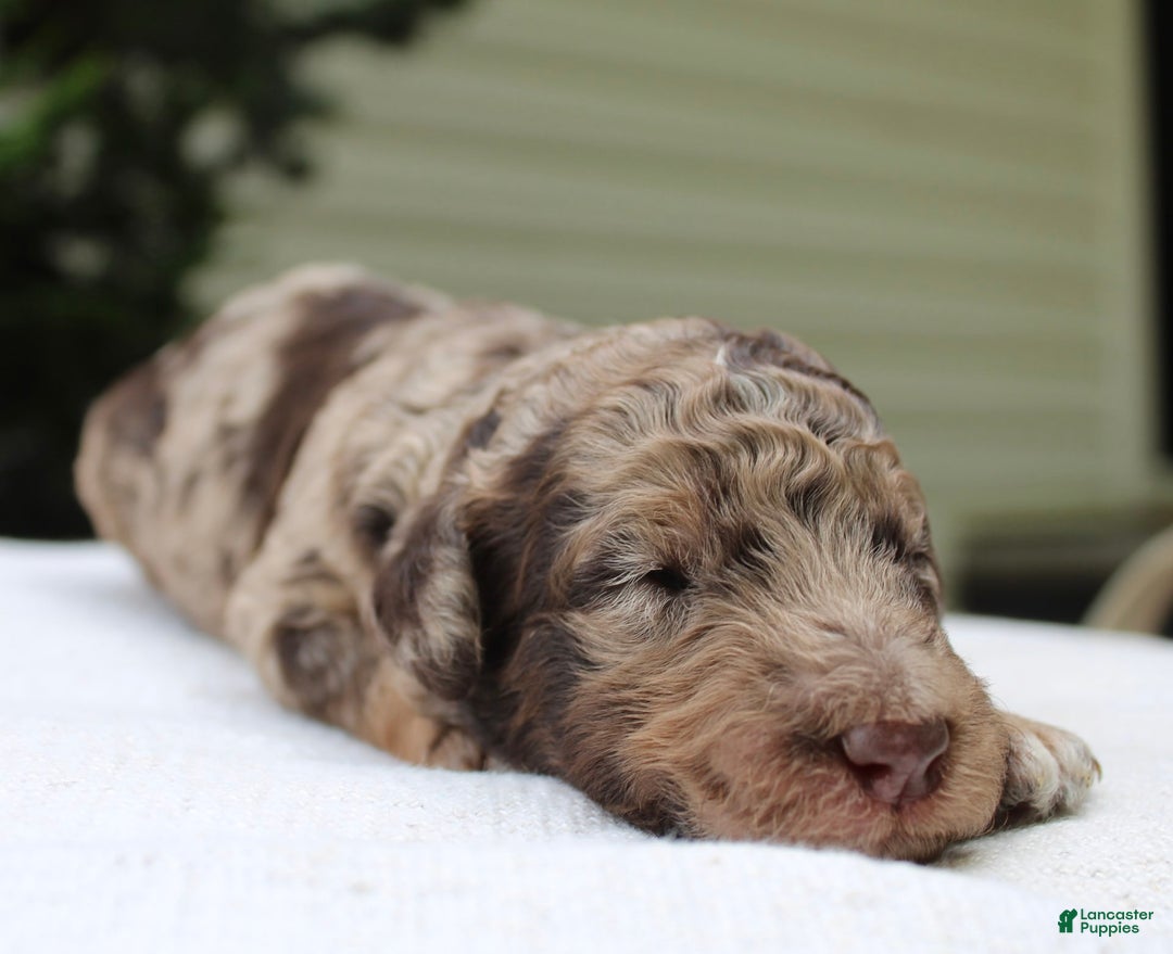Standard Poodle dogs for sale: Denver Moyen - Image 6