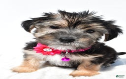 Morkie dogs for sale: Holly - Image 3