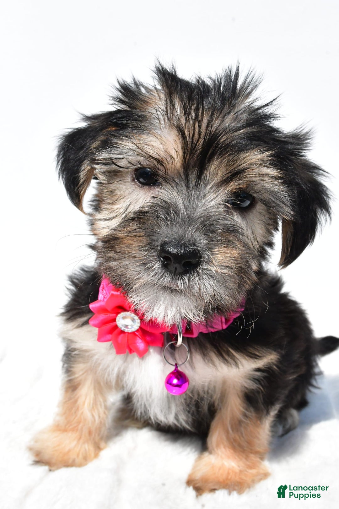 Morkie dogs for sale: Holly - Image 3