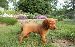 Irish Setter dogs for sale: Franklin - Image 4